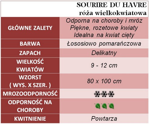 SOURIRE DU HAVRE  róże wielkokwiatowe gł. zal